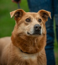 JETHRO, Hund, Mischlingshund in Ungarn - Bild 11