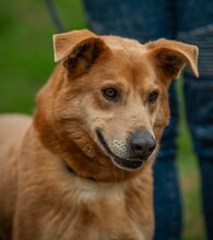 JETHRO, Hund, Mischlingshund in Ungarn - Bild 12