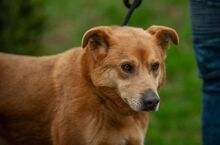 JETHRO, Hund, Mischlingshund in Ungarn - Bild 2