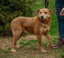 JETHRO, Hund, Mischlingshund in Ungarn - Bild 4