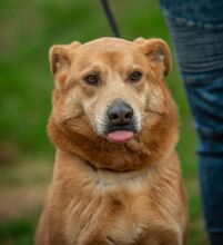 JETHRO, Hund, Mischlingshund in Ungarn - Bild 6