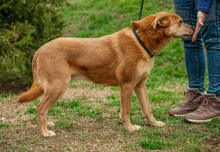 JETHRO, Hund, Mischlingshund in Ungarn - Bild 7