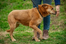 JETHRO, Hund, Mischlingshund in Ungarn - Bild 8