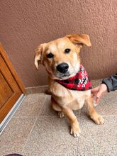 JULIA, Hund, Mischlingshund in Rumänien