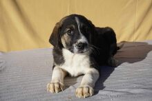 ABBY, Hund, Mischlingshund in Rumänien