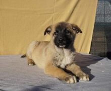 LENY, Hund, Mischlingshund in Rumänien