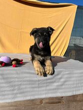 CHEWY, Hund, Mischlingshund in Rumänien