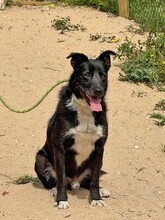 BRIGADEIRO, Hund, Mischlingshund in Portugal - Bild 16