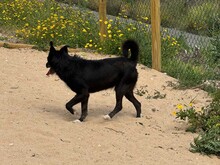 BRIGADEIRO, Hund, Mischlingshund in Portugal - Bild 18