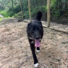 BRIGADEIRO, Hund, Mischlingshund in Portugal - Bild 19