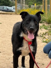 BRIGADEIRO, Hund, Mischlingshund in Portugal - Bild 2