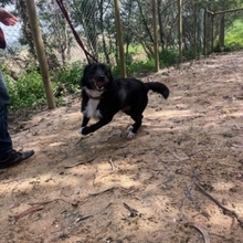 BRIGADEIRO, Hund, Mischlingshund in Portugal - Bild 20