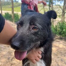 BRIGADEIRO, Hund, Mischlingshund in Portugal - Bild 22