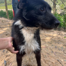 BRIGADEIRO, Hund, Mischlingshund in Portugal - Bild 23