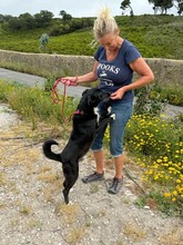 BRIGADEIRO, Hund, Mischlingshund in Portugal - Bild 4