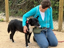 BRIGADEIRO, Hund, Mischlingshund in Portugal - Bild 6