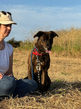 KALI, Hund, Mischlingshund in Portugal - Bild 4