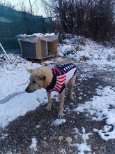 ROQUEFORT, Hund, Mischlingshund in Bulgarien - Bild 2