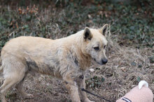 ROQUEFORT, Hund, Mischlingshund in Bulgarien - Bild 6