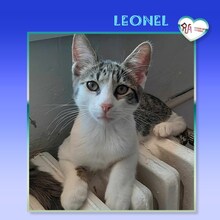 LEONEL, Katze, Hauskatze in Bulgarien