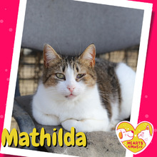 MATHILDA, Katze, Hauskatze in Rumänien - Bild 1