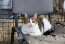 MATHILDA, Katze, Hauskatze in Rumänien - Bild 10