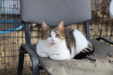 MATHILDA, Katze, Hauskatze in Rumänien - Bild 11