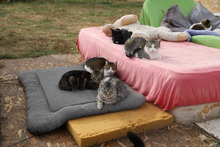 MATHILDA, Katze, Hauskatze in Rumänien - Bild 12