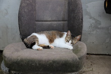 MATHILDA, Katze, Hauskatze in Rumänien - Bild 16