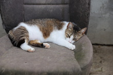 MATHILDA, Katze, Hauskatze in Rumänien - Bild 17