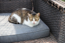 MATHILDA, Katze, Hauskatze in Rumänien - Bild 18