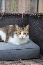 MATHILDA, Katze, Hauskatze in Rumänien - Bild 19