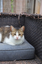 MATHILDA, Katze, Hauskatze in Rumänien - Bild 20