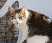 MATHILDA, Katze, Hauskatze in Rumänien - Bild 5