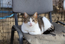 MATHILDA, Katze, Hauskatze in Rumänien - Bild 9