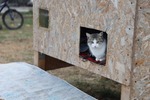 FINDUS, Katze, Hauskatze in Rumänien - Bild 11