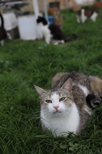 FINDUS, Katze, Hauskatze in Rumänien - Bild 18