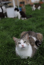 FINDUS, Katze, Hauskatze in Rumänien - Bild 19