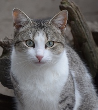 FINDUS, Katze, Hauskatze in Rumänien - Bild 2