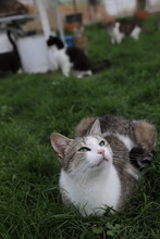 FINDUS, Katze, Hauskatze in Rumänien - Bild 20