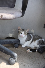 FINDUS, Katze, Hauskatze in Rumänien - Bild 24