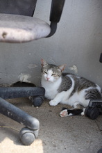 FINDUS, Katze, Hauskatze in Rumänien - Bild 25