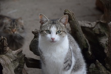 FINDUS, Katze, Hauskatze in Rumänien - Bild 3