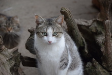 FINDUS, Katze, Hauskatze in Rumänien - Bild 8