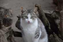 FINDUS, Katze, Hauskatze in Rumänien - Bild 9