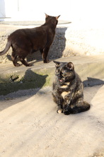 ROSI, Katze, Hauskatze in Rumänien - Bild 12