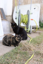 ROSI, Katze, Hauskatze in Rumänien - Bild 5