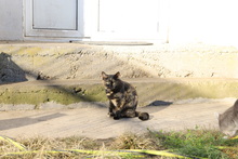 ROSI, Katze, Hauskatze in Rumänien - Bild 6