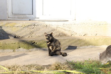 ROSI, Katze, Hauskatze in Rumänien - Bild 7