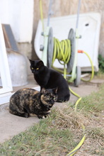 ROSI, Katze, Hauskatze in Rumänien - Bild 9